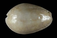 藏品(紫花寶螺)的圖片